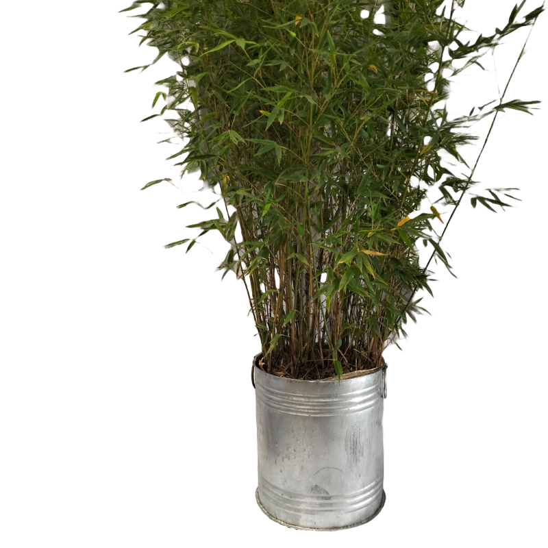 Hire Potted Bamboo Botanical Decor from Lucidity Africa Events Kenya