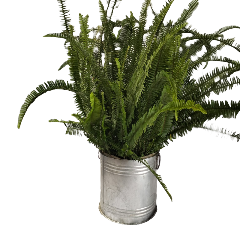Hire Potted Fern Botanical Decor from Lucidity Africa Events Kenya