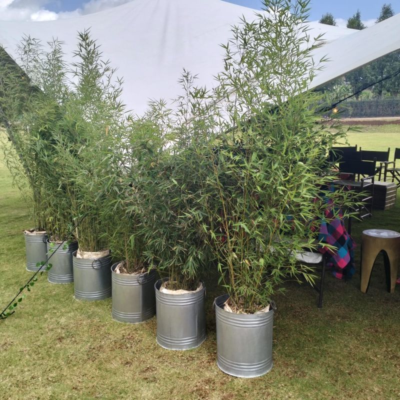 Hire Botanical Decor Kenya Nairobi